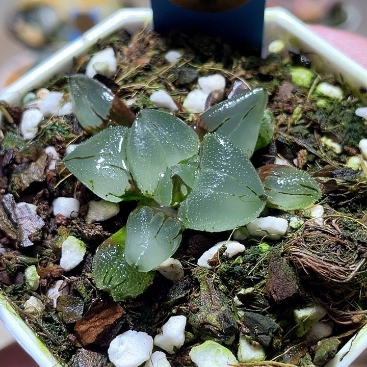 939冰玉鸞福利一物一拍