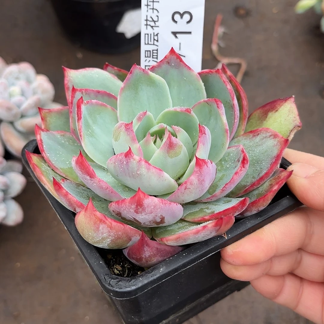 同温层多肉惊鸿13