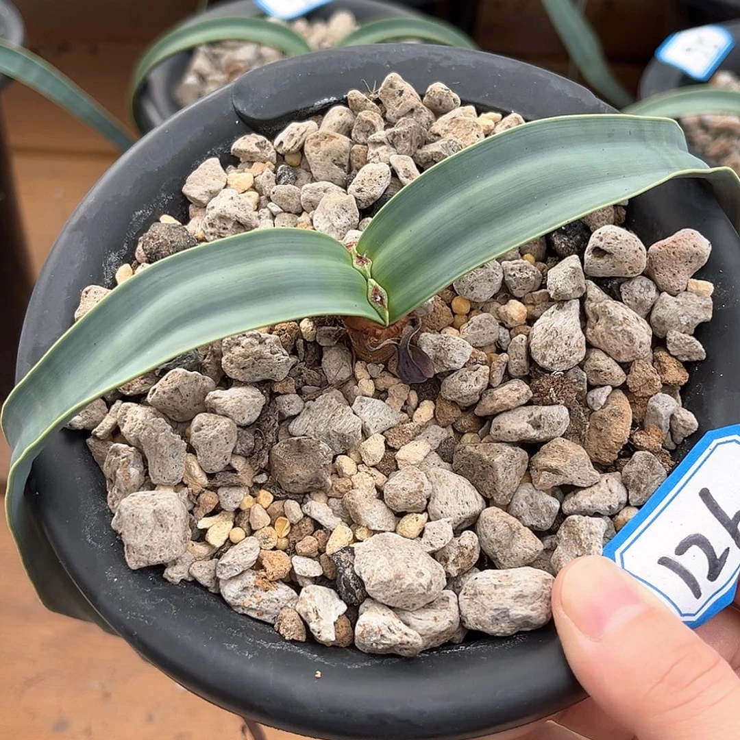 潮流植物百岁兰，126