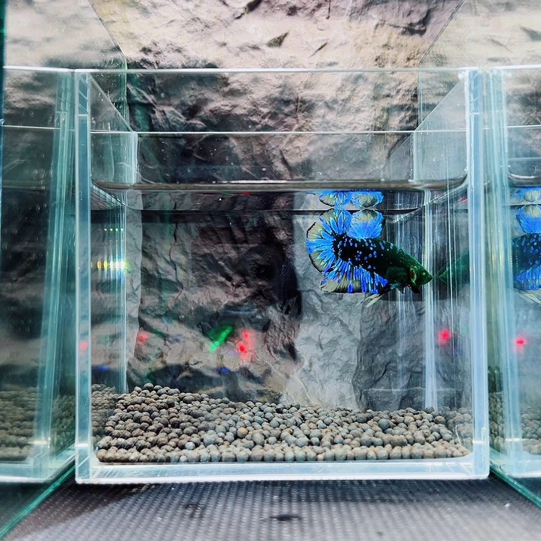 斗鱼精品精品精品精品