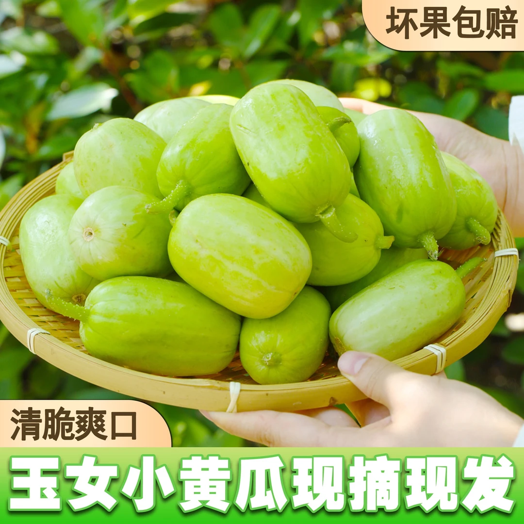 山东寿光玉女黄瓜新鲜拇指水果黄瓜皮薄脆嫩生吃青瓜