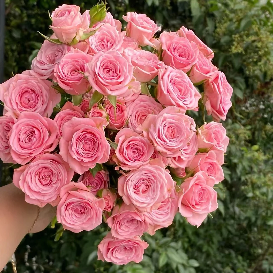 10枝方德嘉荷甜心多头玫瑰【两单京东或顺丰快递】