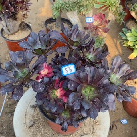 花蝴蝶砍过一物一拍