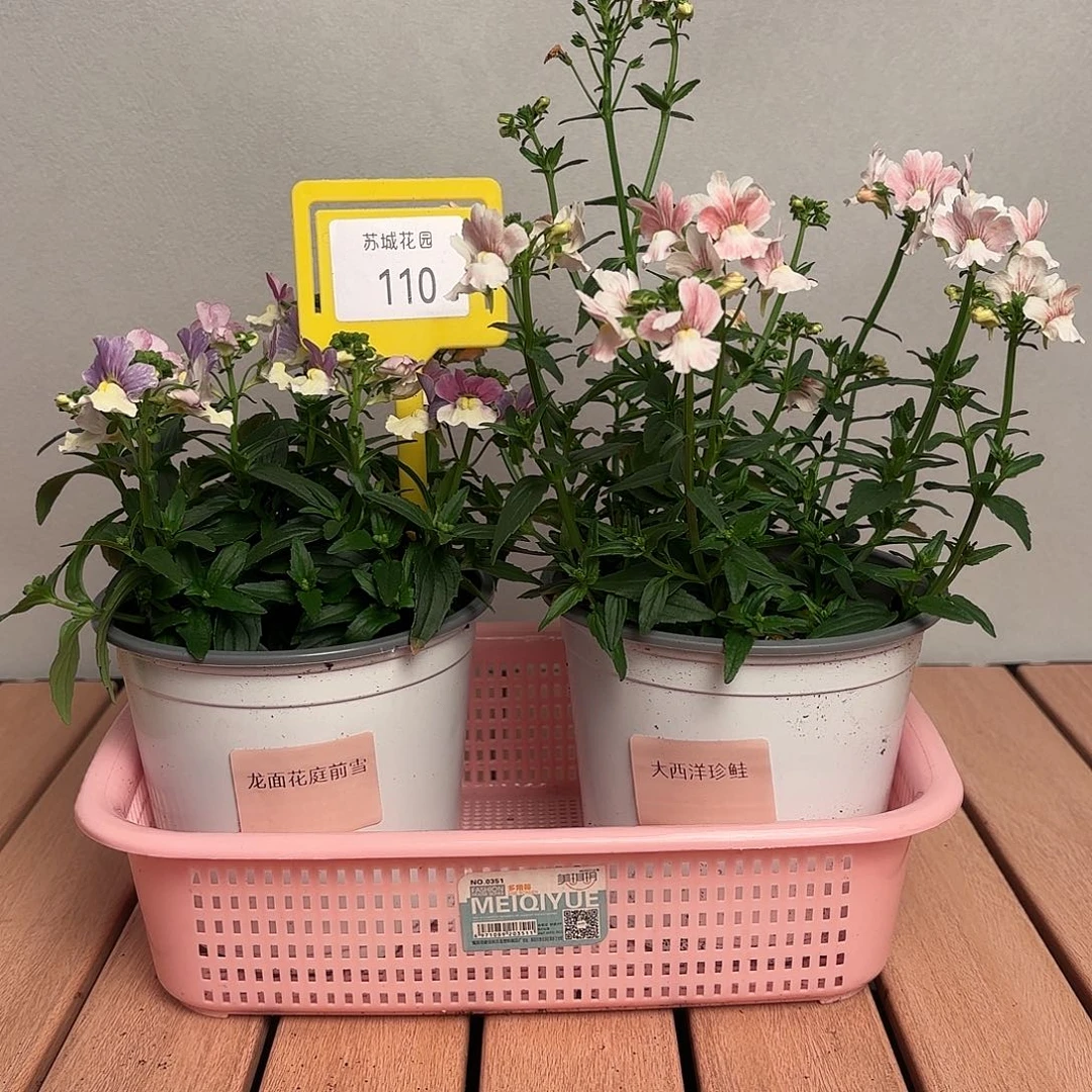 大部分开放少量花苞110