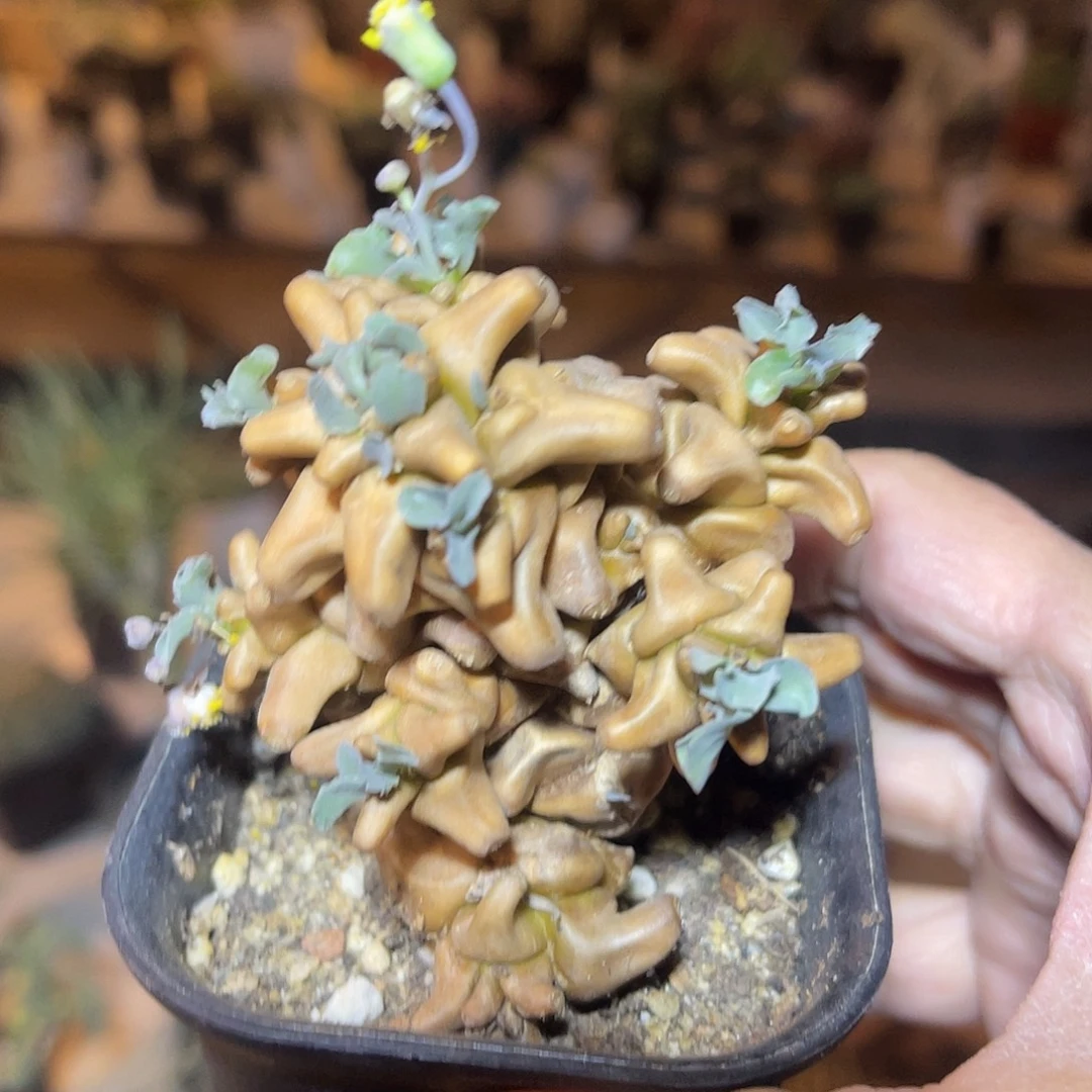 实生大尤蛮鬼塔一物一拍