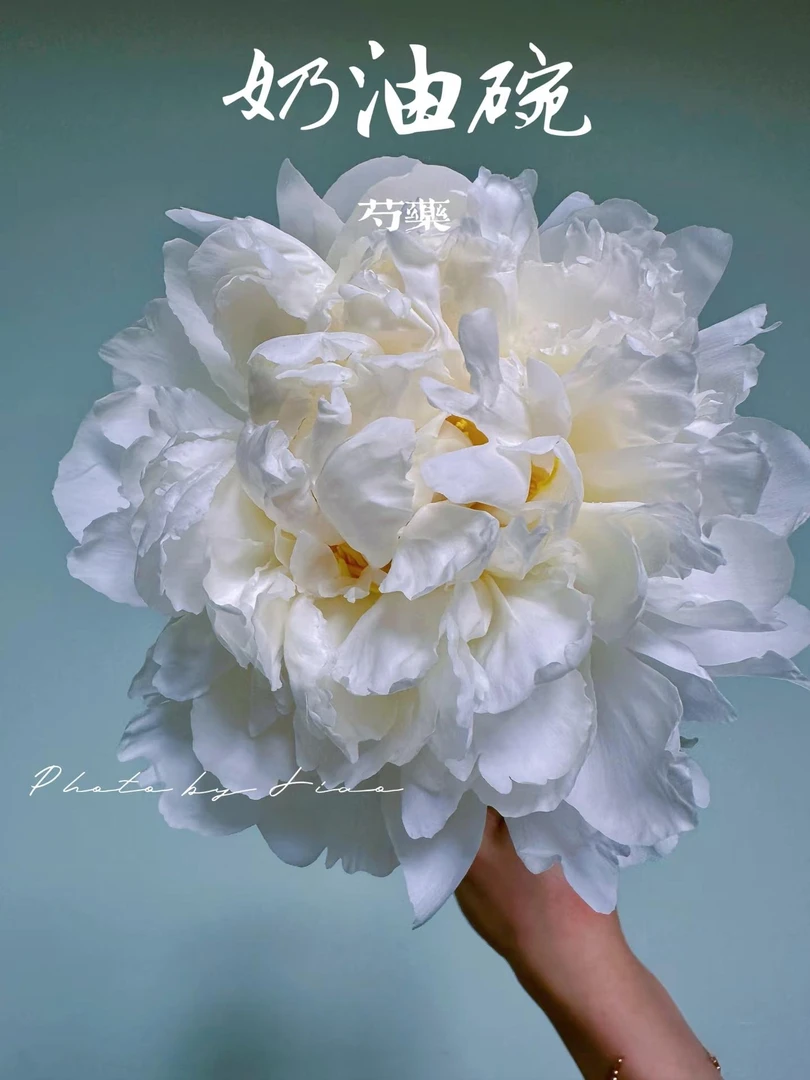 预售【奶油碗】正宗芍药花苗 菏泽芍药盆栽地栽绿植 先发肥料