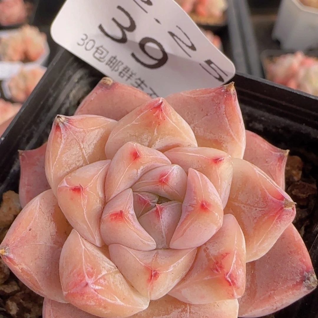 阿尔巴杂梦露单头一颗