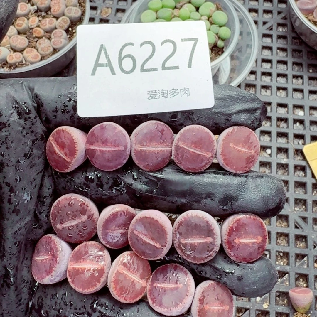 6227—生石花 生石花
