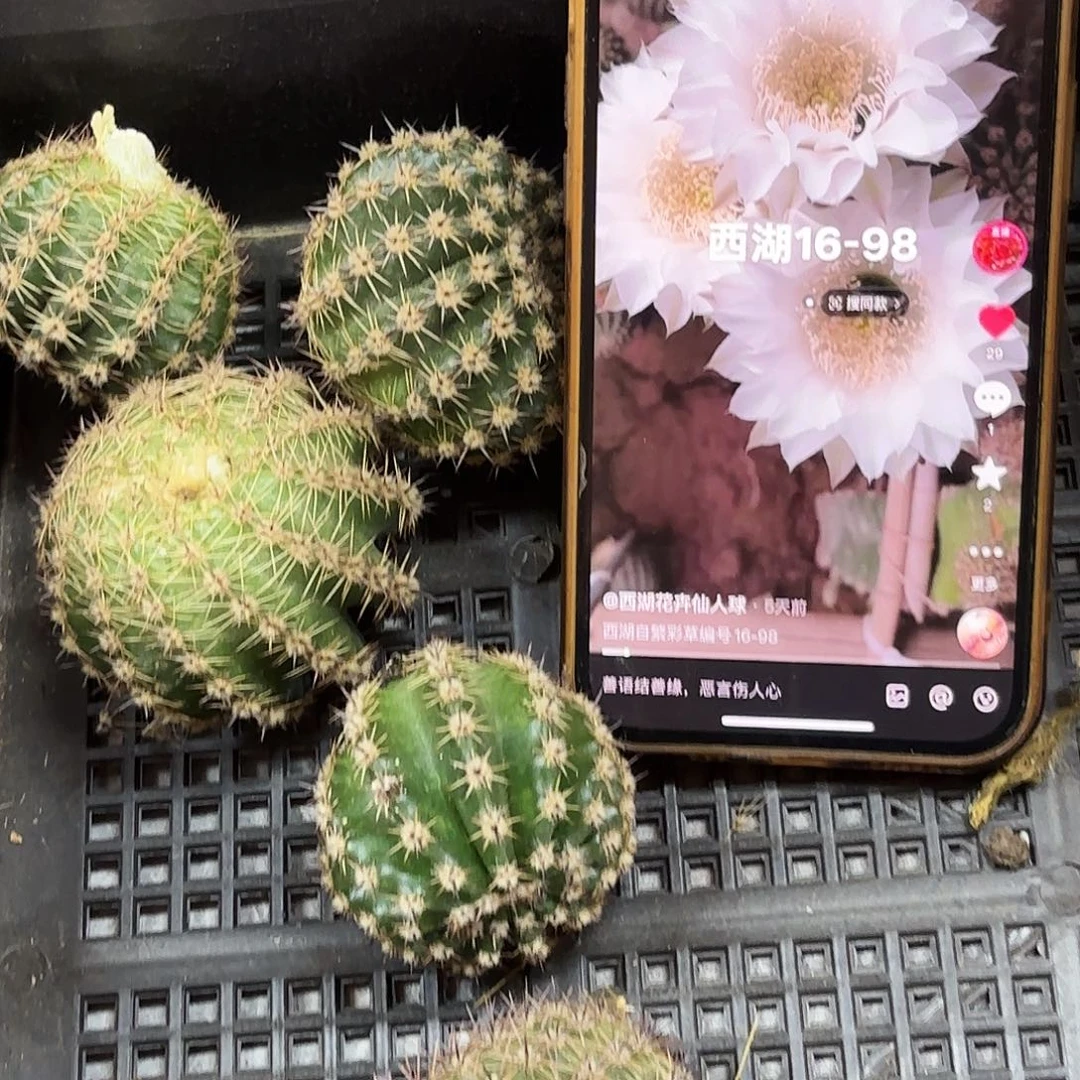 16-98彩侧牙20包邮22