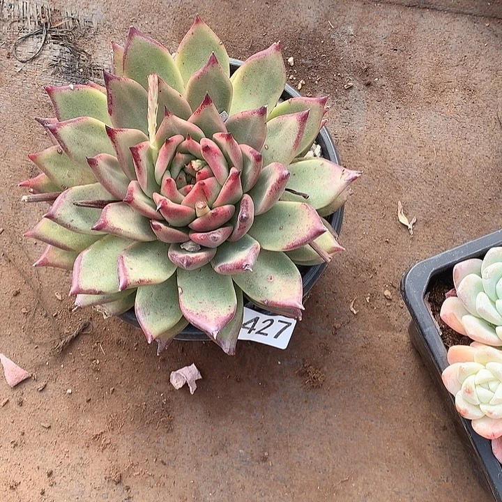 427乌木 一物一拍多肉