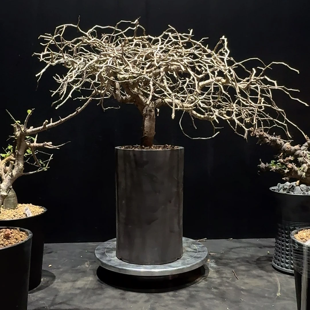 滔天橄榄园艺实生带盆