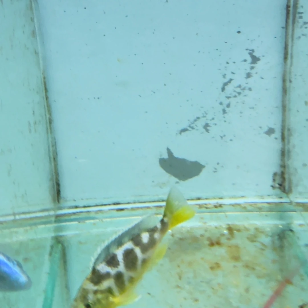 高***手海水维纳斯7到8。