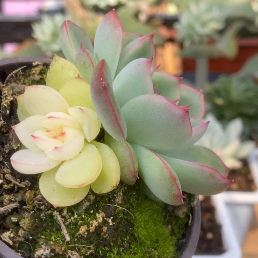 306雨燕座锦锦锦锦锦锦锦