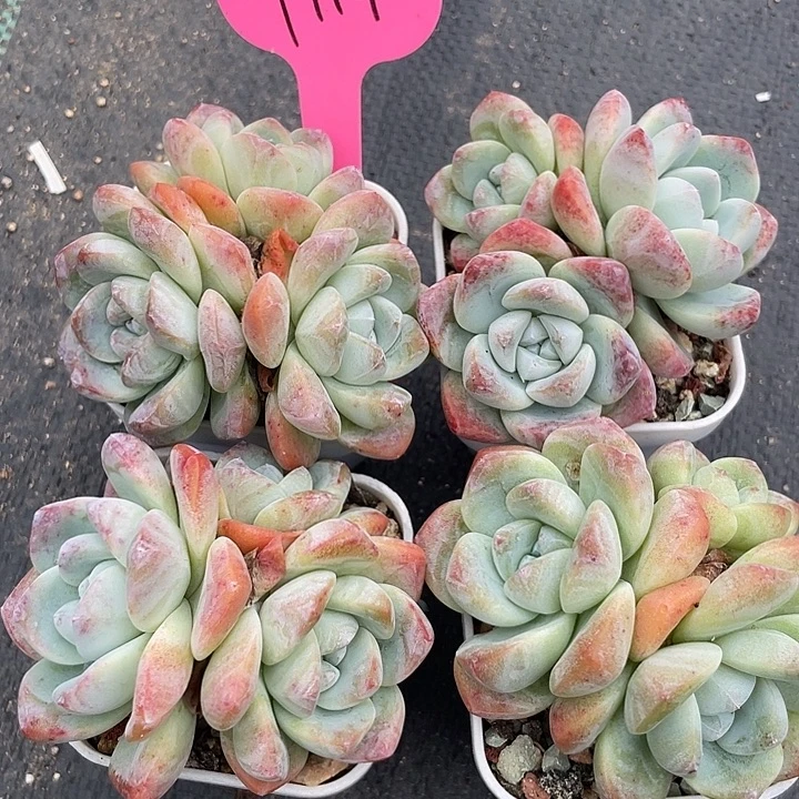 四盆冰玉多肉植物119