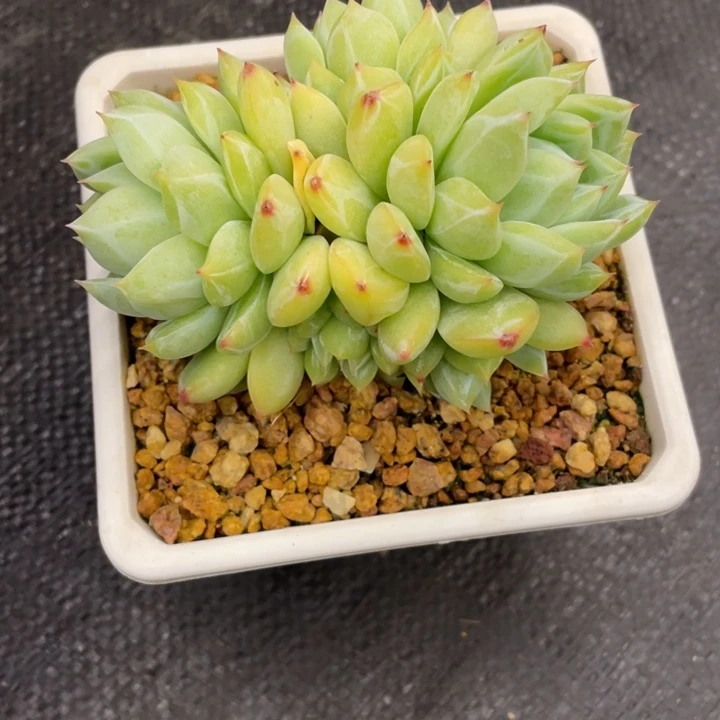 夏**风弥鹿之森一物一图