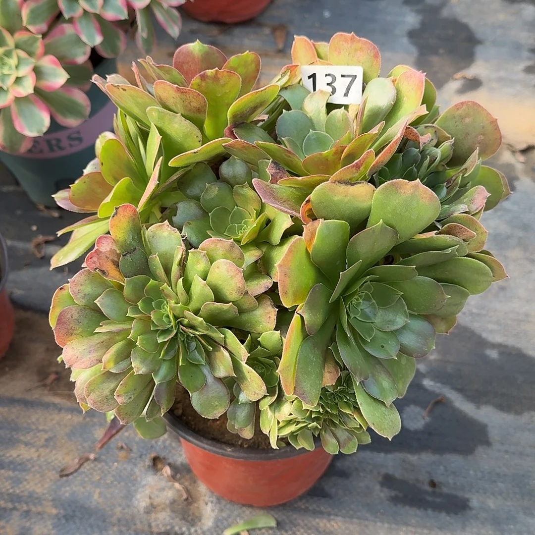 玫瑰法师缀化137号的，