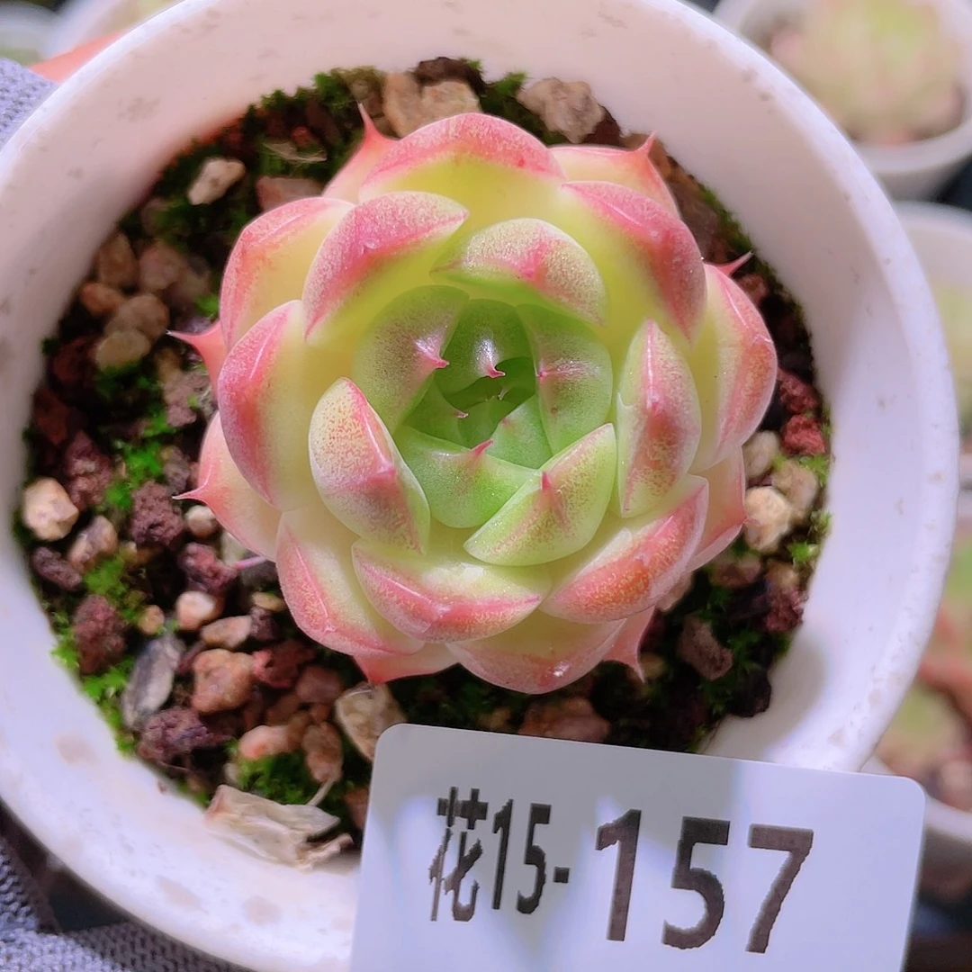 花利美15-157海王