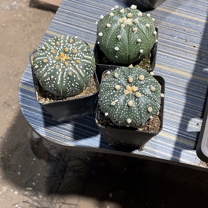 讨***打组合3棵实生脱土发货