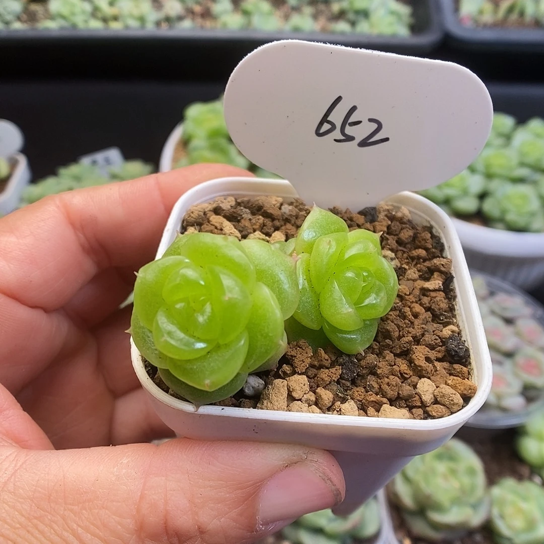 一物一拍一物一拍913-652
