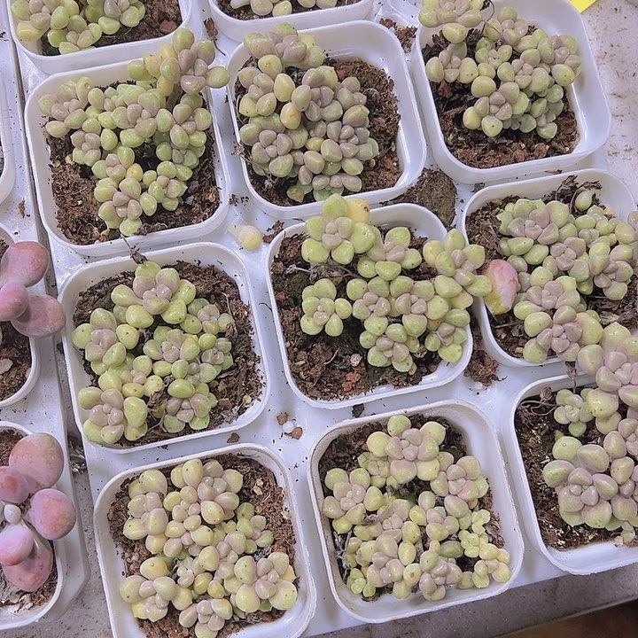 秋丽19包邮多肉植物