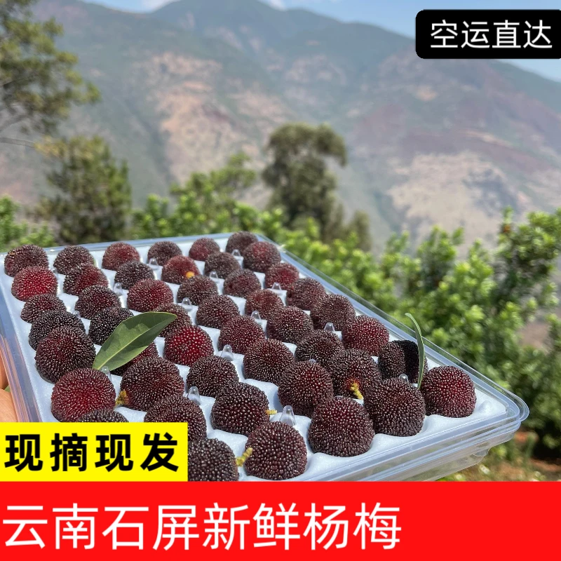 正宗云南石屏杨梅当季新鲜水果现摘现发空运包邮