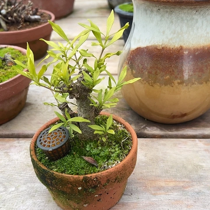 陶土茶台摆放小品栀子花