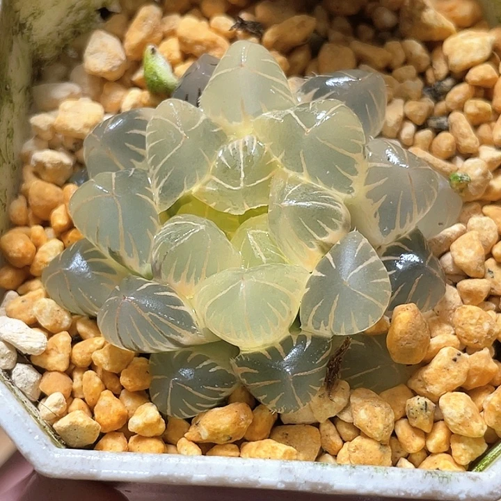 778糊斑地泉玉露锦特选福利