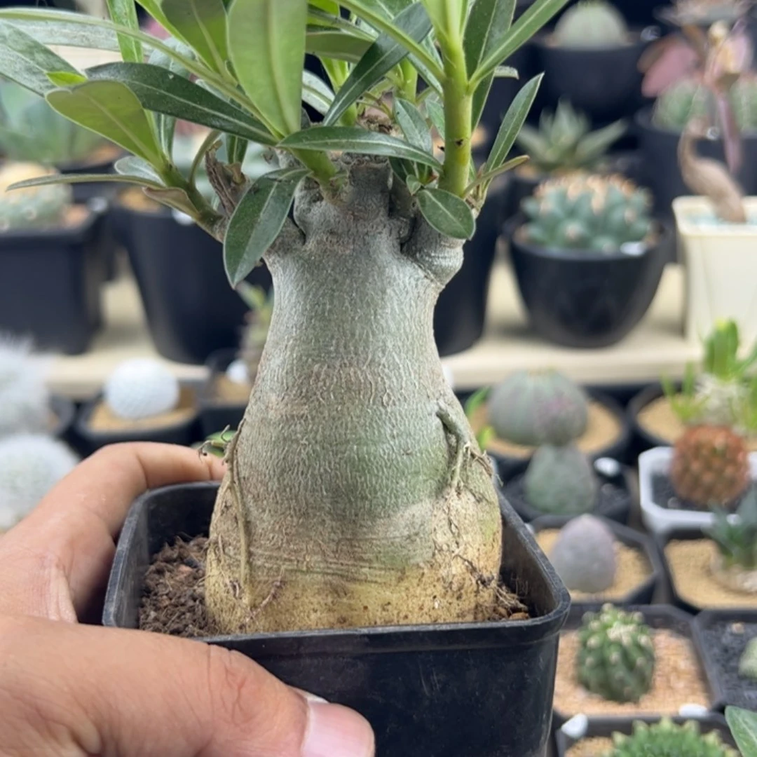 沙漠玫瑰一物一拍默认脱土发