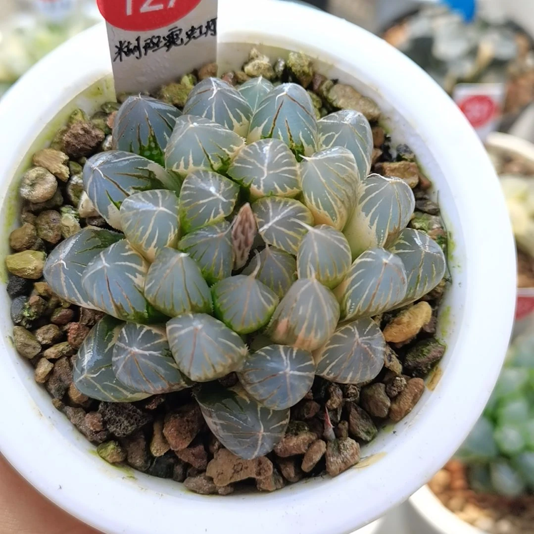 127号霓虹灯糊斑一物一拍带盆土发货