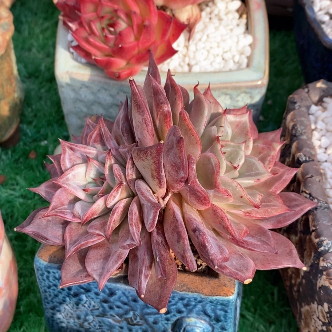 娇兰多肉植物盆栽