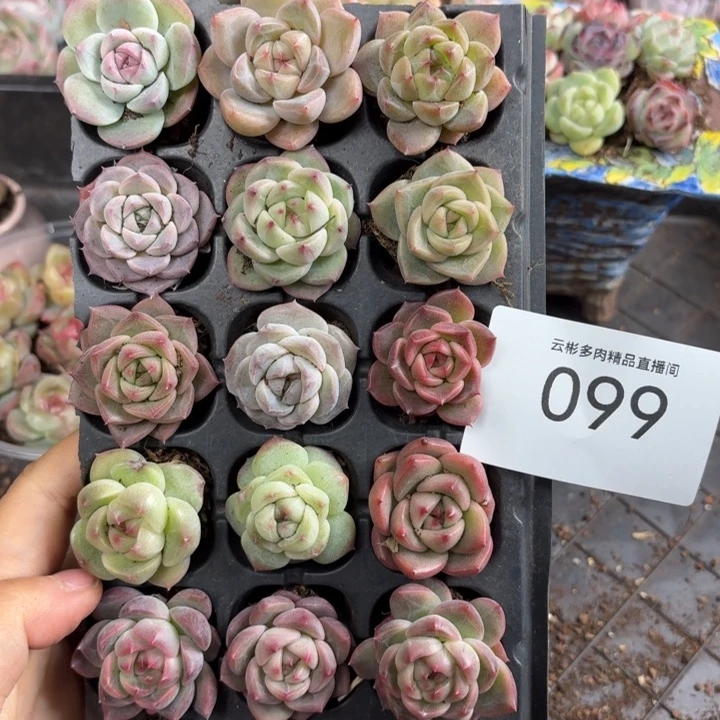 099。