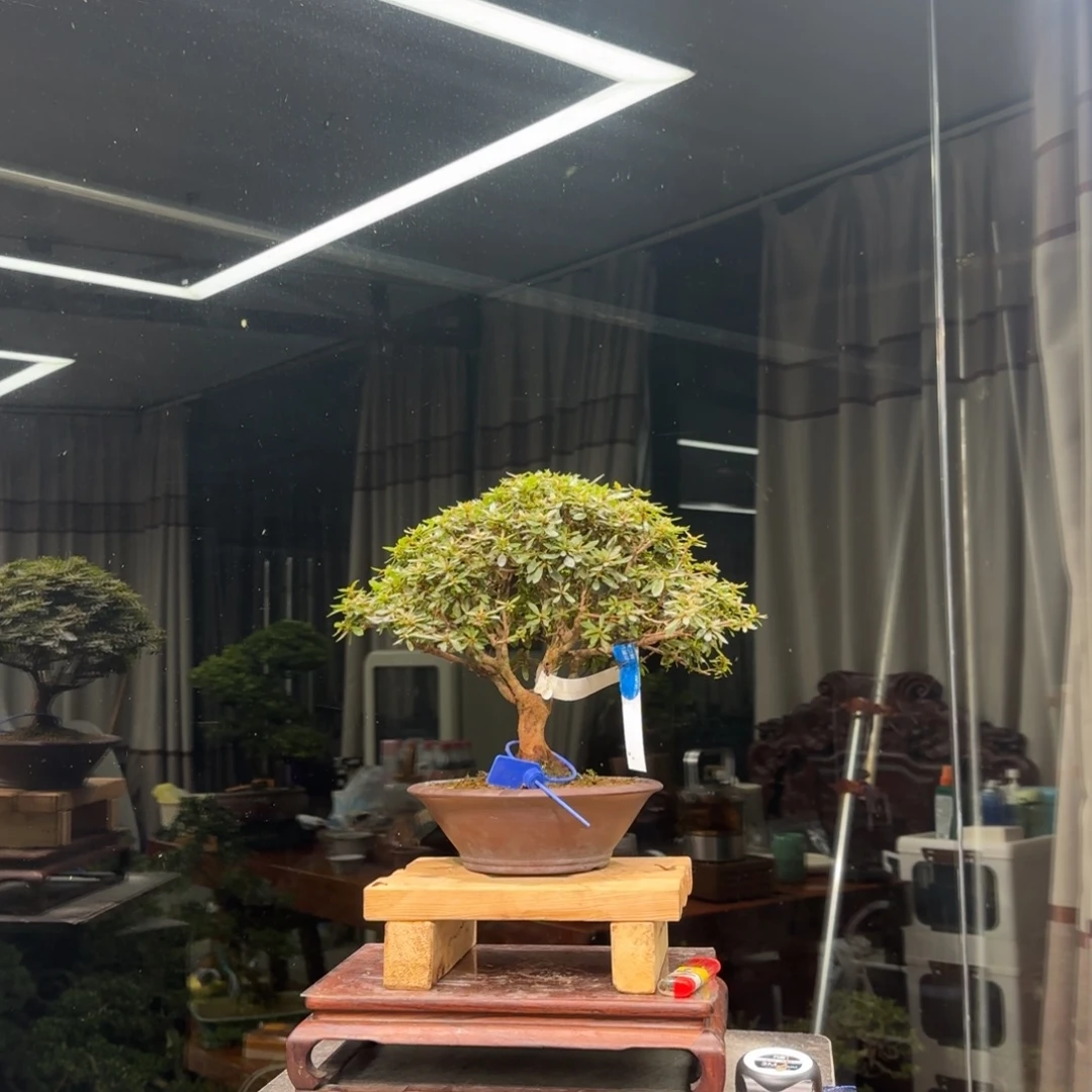 浮***生无花朵花卉苗木花卉4760