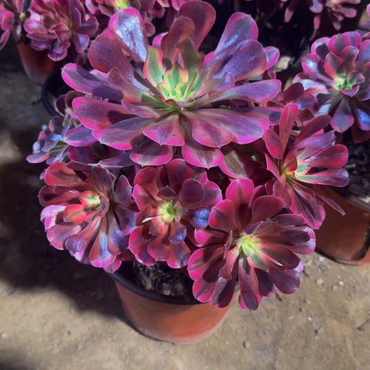 美杜莎脱土发货9.9