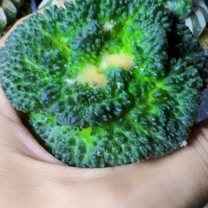 乒***无花朵福利苗接哥斯拉734