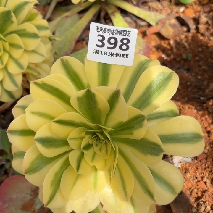 398雪莲掌心多肉法师锦不包侧枝断枝的