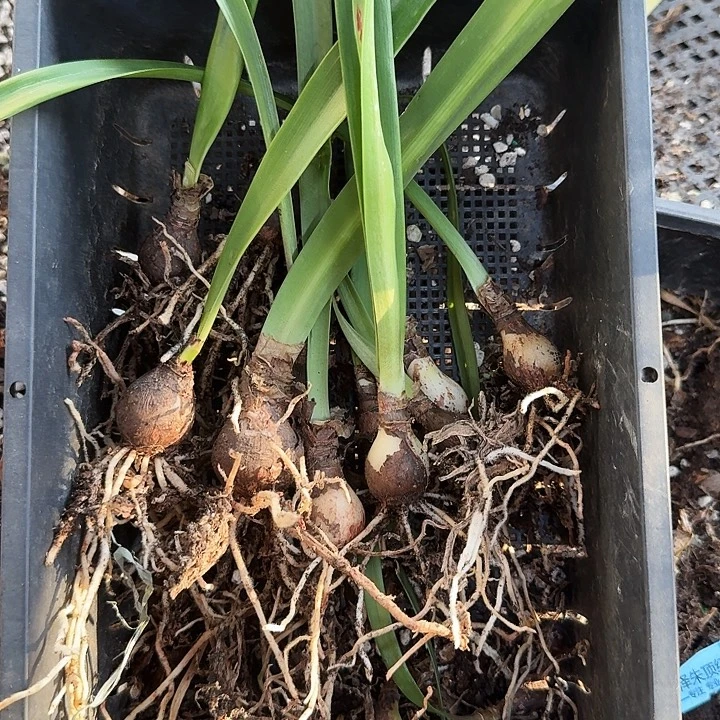 混苗一组  不包品种