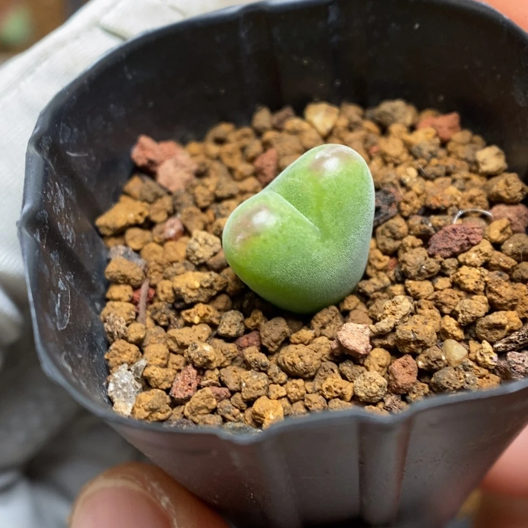 多肉植物肉锥杂交K-3802