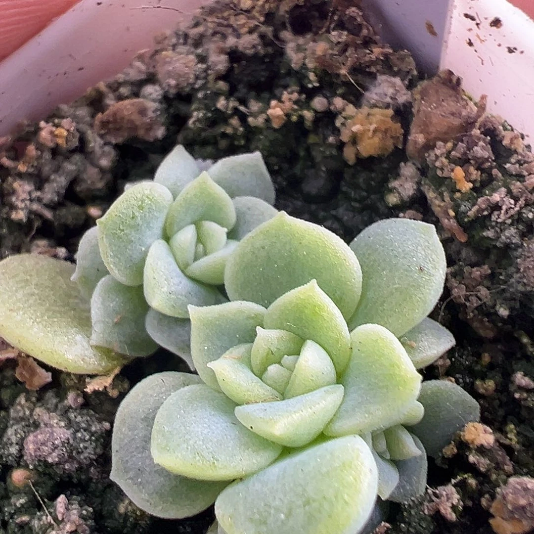 两个黄财富密码。