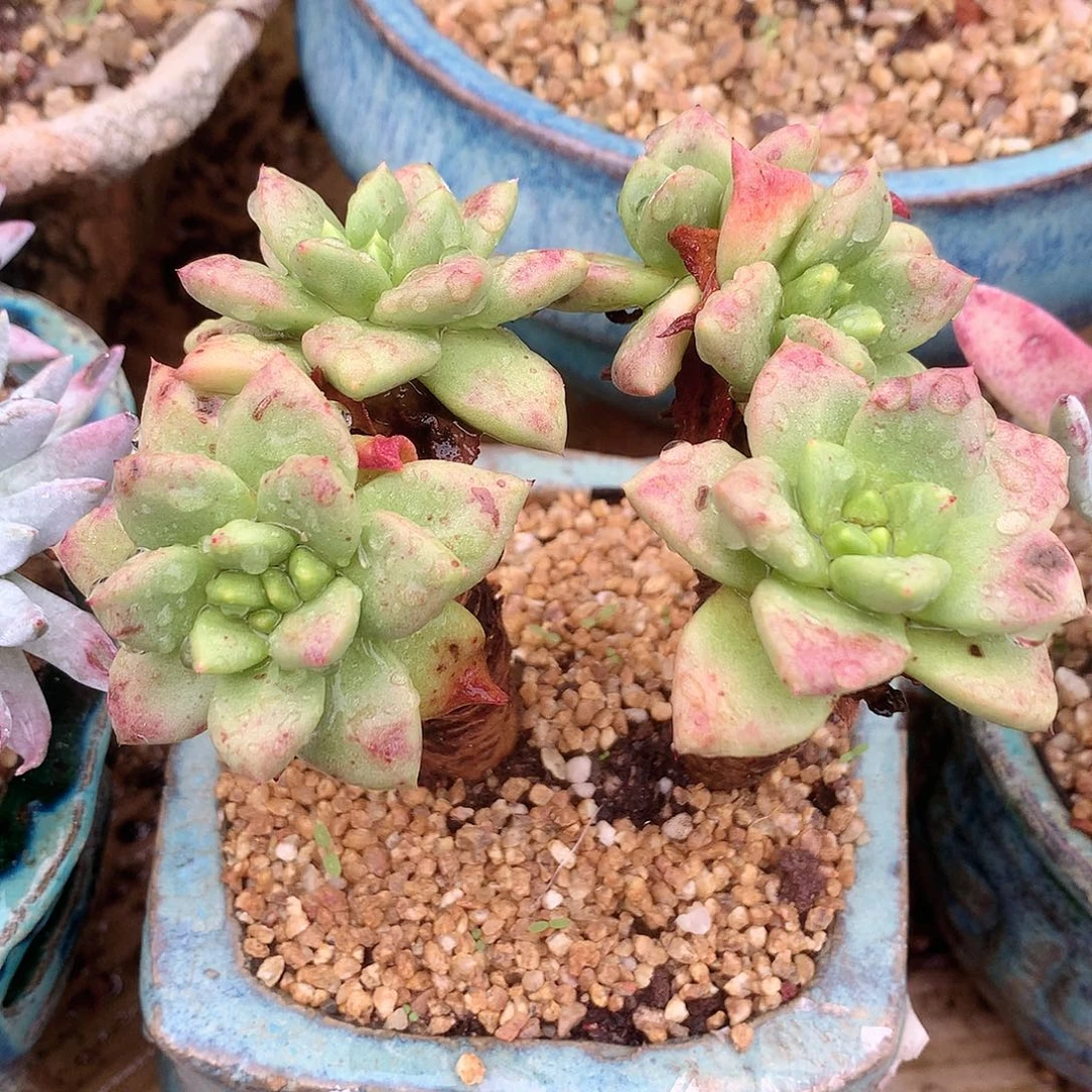 9708青钢苹果叶仙女杯多肉