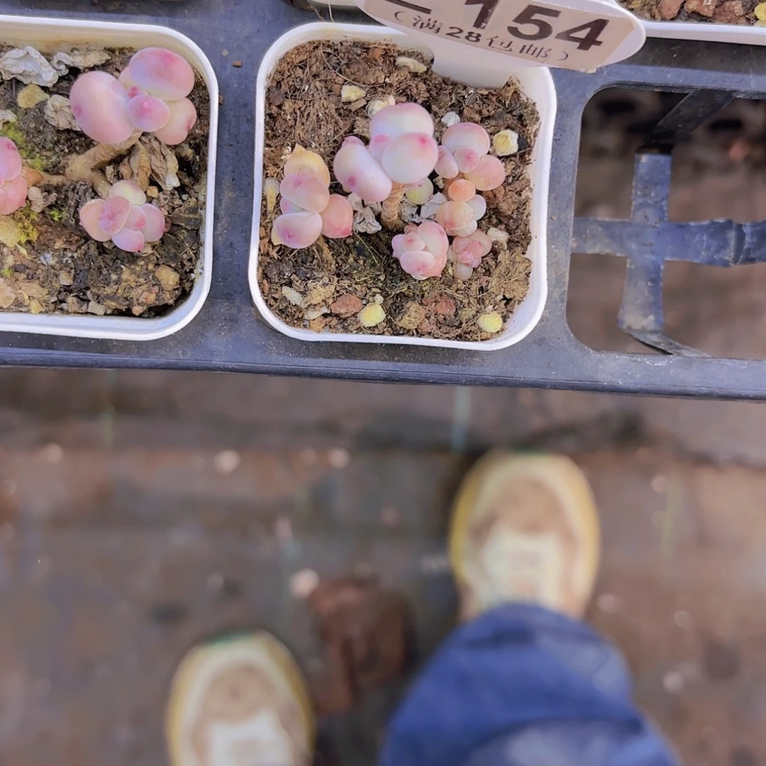 k***yE154萤火虫一物一拍