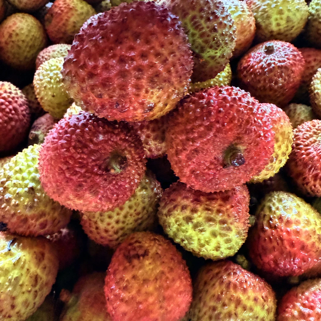 【现货丨明日必达】妃子笑荔枝新鲜荔枝果园现摘 精品大果 单果±20g荔枝同城送