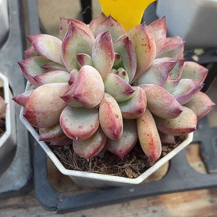 多肉植物夜魔侠朵朵6107