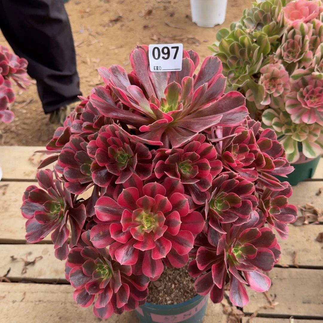 097凤冠多肉植物