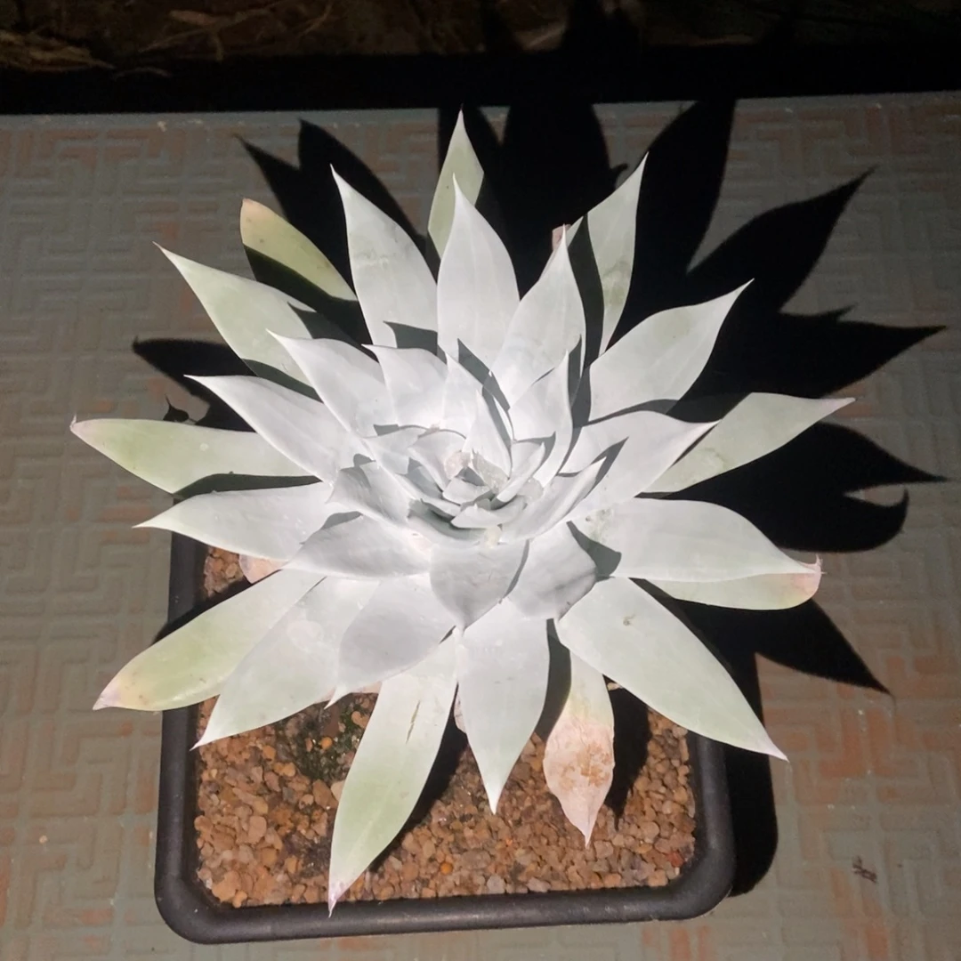 厚粉普芙多肉植物