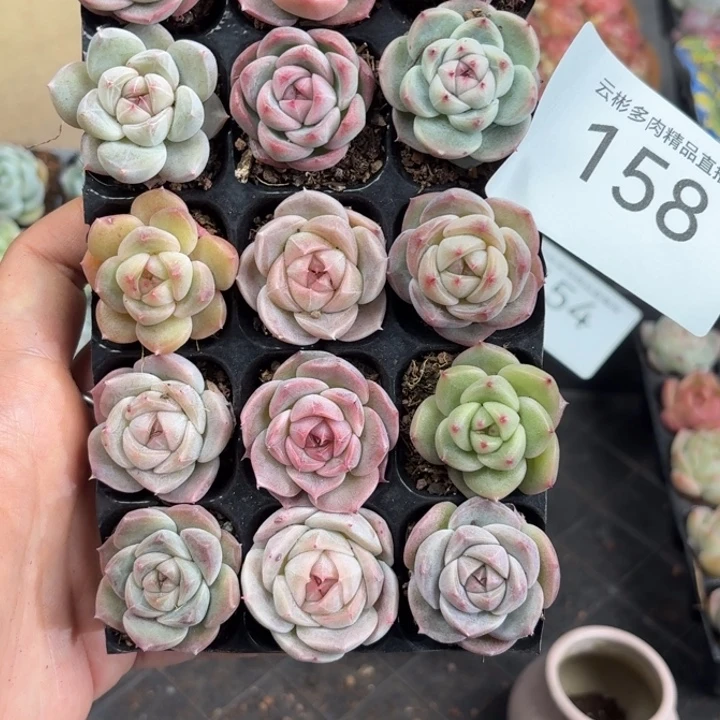 萌****158。