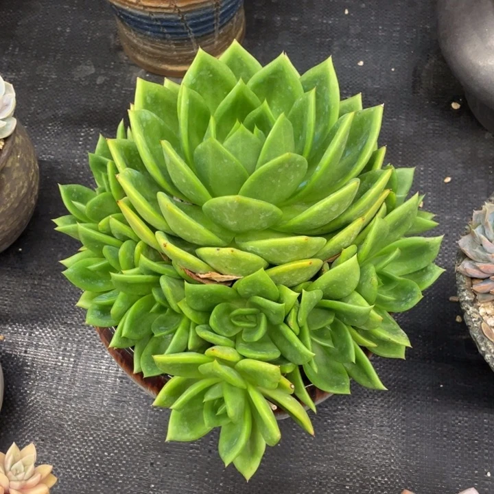 桃***夭弥鹿之森一物一拍