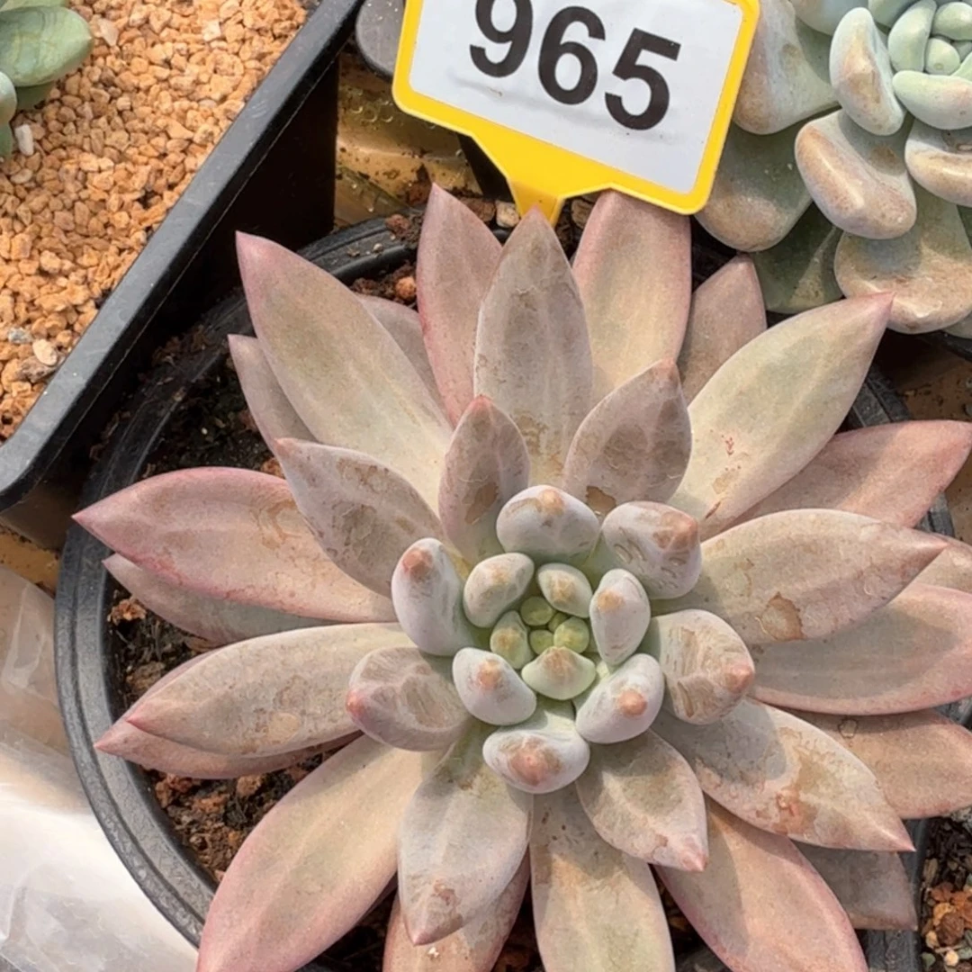 水晶球沃版多肉植物965