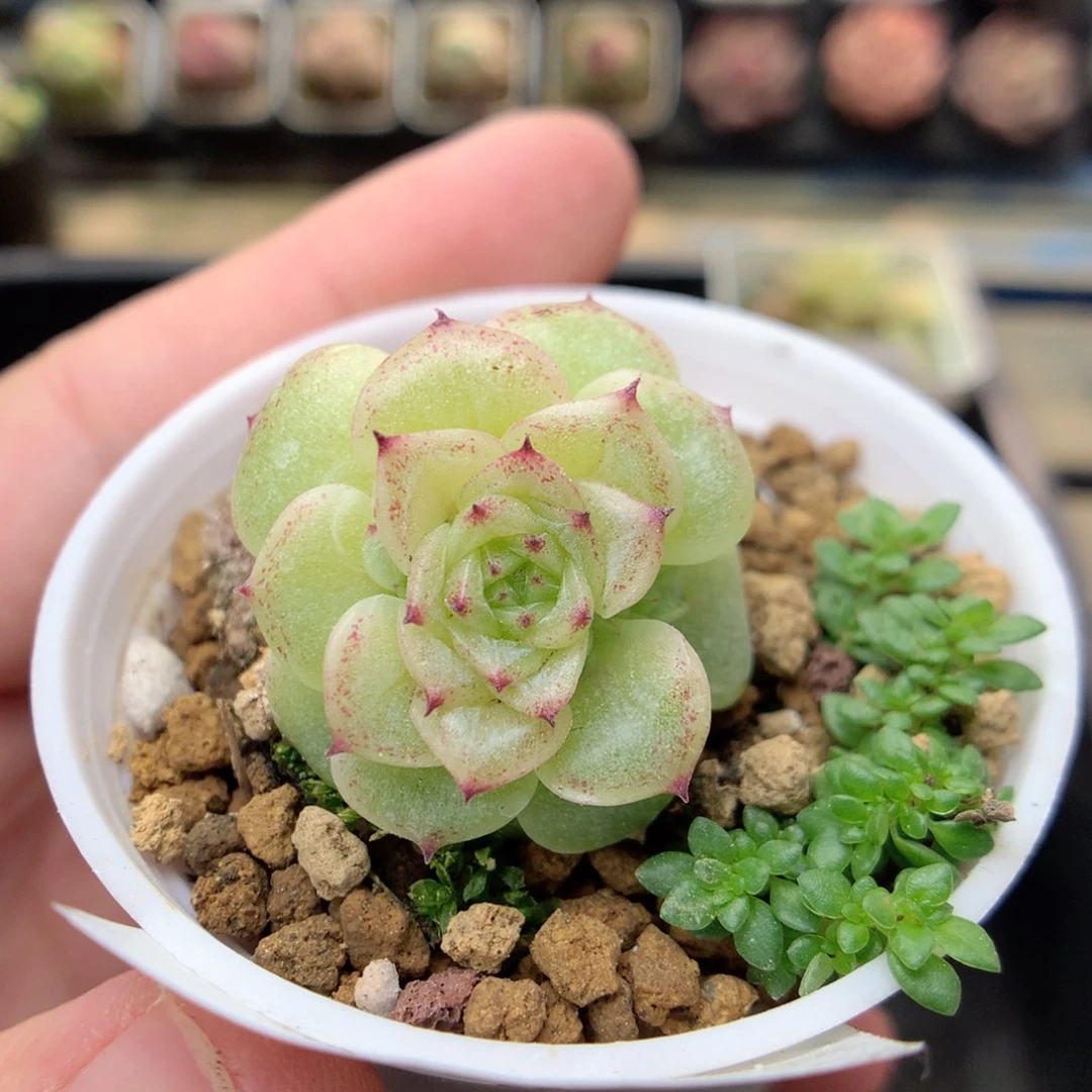 F198 ，20包邮两天凑单