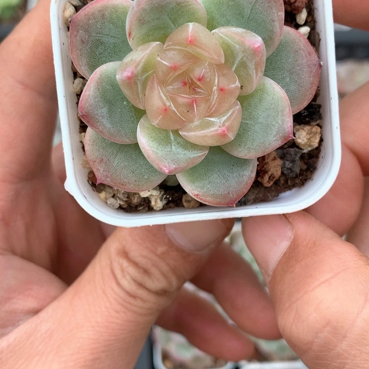 灯泡心。        35号