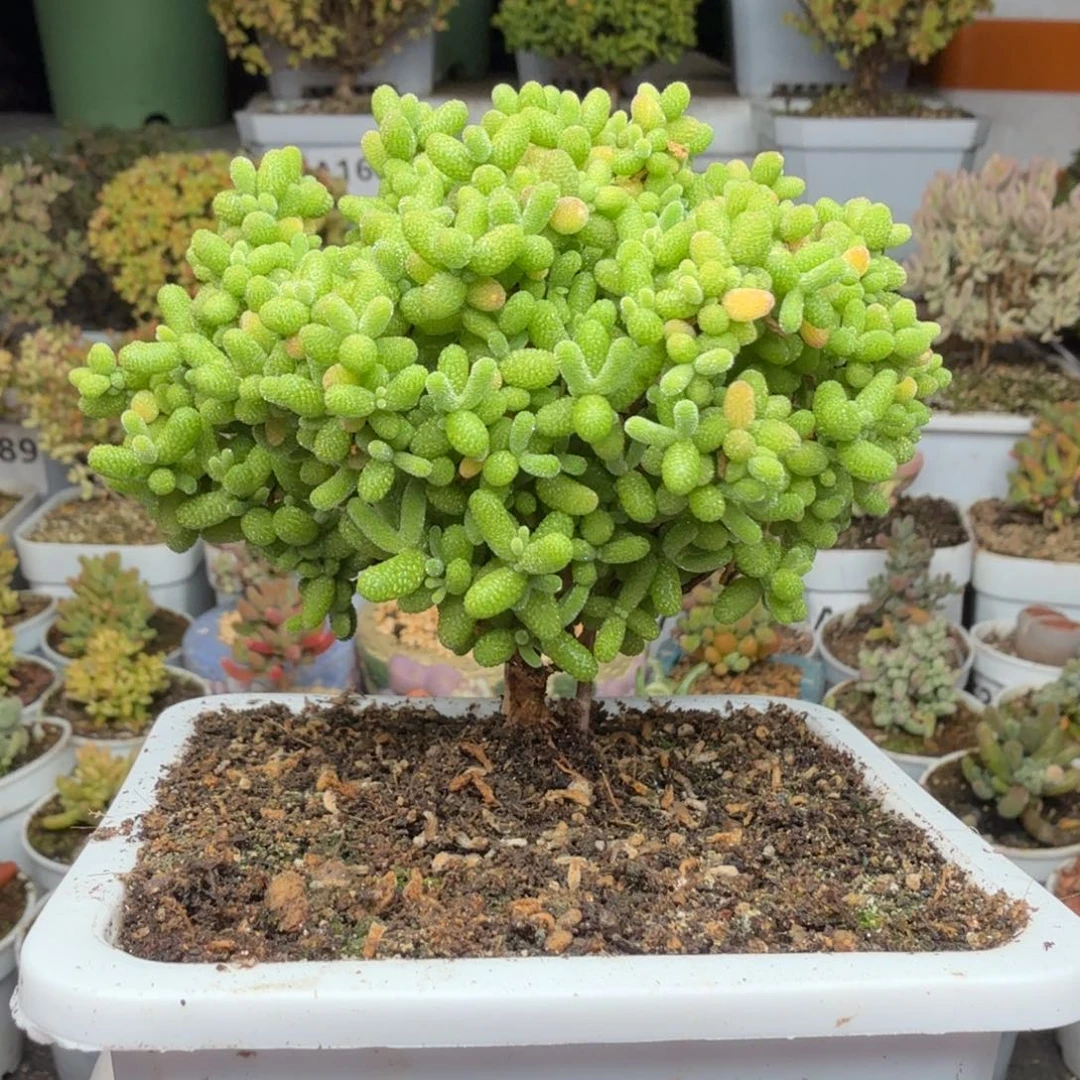 A827开播福利蜜橘尺寸10厘米